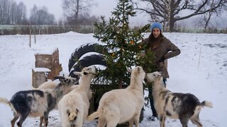 Christmas Tree For Goats is HERE!