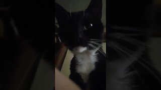 waking up to kitty #shortsfeed #shorts #shortsvideo #youtubeshorts #catvideos #cat