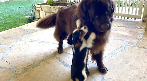 Tiny puppy shows no fear whatsoever of giant Newfoundland