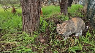 Bamboo Surrounded By Chickens