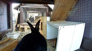 Feeding the rabbits, Chief in front