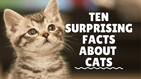 10 surprising facts about cats