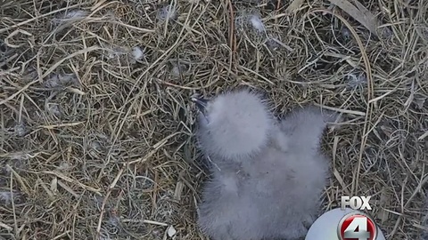 Second eagle cam egg likely won't hatch