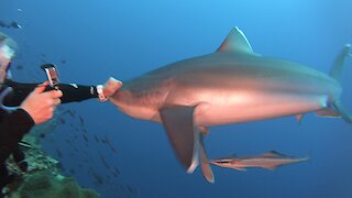 Shark comes too close to scuba diver, gets punched on the snout