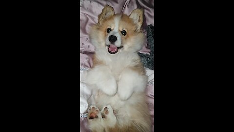 Corgi puppy begs owner to stop tickling him