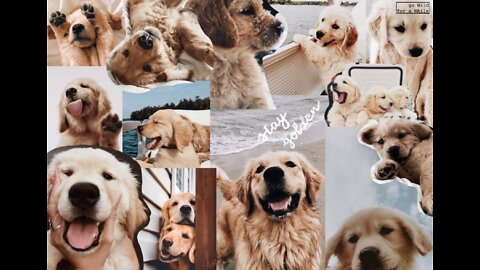 Cute and funny dogs || Golden retriever || Labrador || Rotweiler || Daschund || Doberman