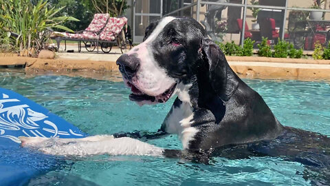 Funny Great Dane Learns How To Use a Pool Floatie