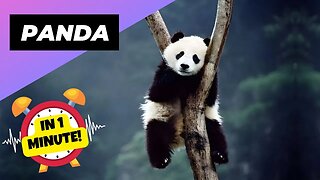 Panda - In 1 Minute! 🐼 One Of The Cutest But Dangerous Animals In The World | 1 Minute Animals