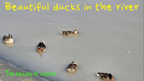 Beautiful ducks on the river / water birds in the water.