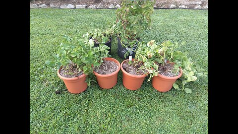 Great Potato Harvest From 2 Gallon Flower Pots 7/23/24