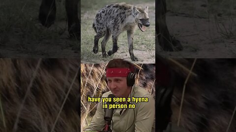 Encounter with a Hyena in the Wild - Sonny and Joe Rogan