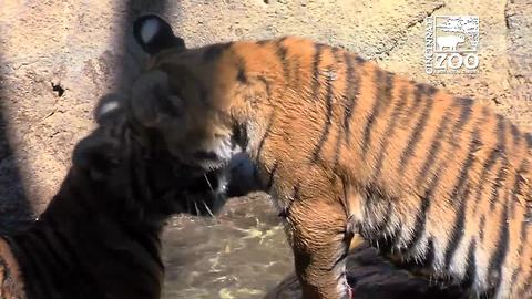 Cincinnati Zoo's 3 tiger cubs turn 1 year old Saturday