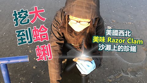 Clam Digging 挖蛤蜊｜西雅圖沙灘挖超市買不到的海鮮剃刀蛤Razor Clams Digging in Washington｜美國生活Vlog