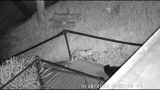 Red Fox Arguing With A Cat