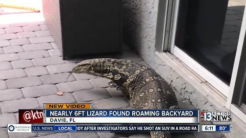 Giant lizard in Florida