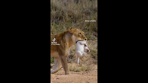 Lioness taking cubs in the mouth