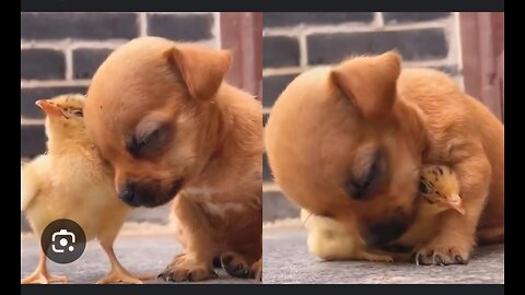 "Snuggle Buddies: Puppy and Chicks' Adorable Sleepy Cuddle!"