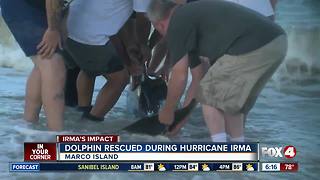 Dramatic dolphin rescue carried out on Marco Island after Hurricane Irma