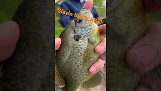 Gills and Redear Galore!! #bluegill #panfish #slabs #ultralightfishing #truenorth #pondfishing