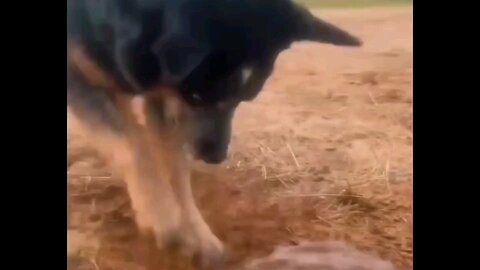 funny dog dance 😂🤣 trending video