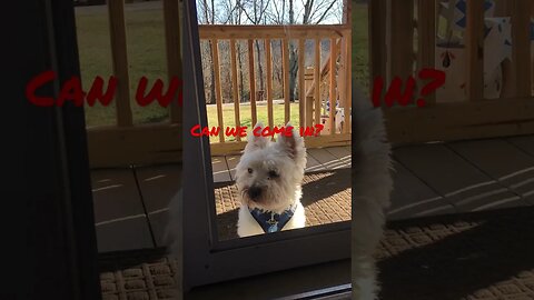 Let Us In #shorts #prepperboss #goldenretriever #westies