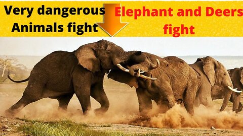 Very Dangerous Animals Fight | Elephant vs Elephant And Deer vs Deer Fights |