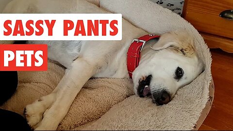 Sassy Pants Pets | Funny Pet Video Compilation 2017