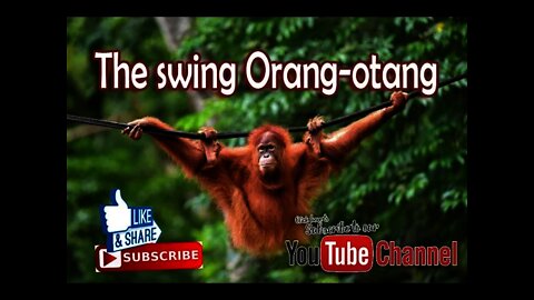 The swing orang otang