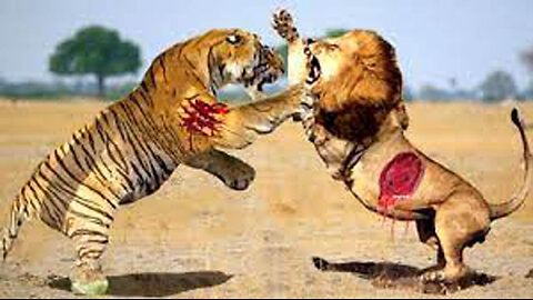 Tiger vs Lion...Tiger Fights And Kills 2 Lions To Prove Who Is The King...Latest Lion Vs Tiger