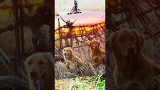 Golden Retriever Bird Dogs!