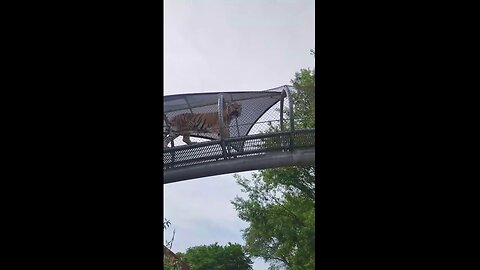 Tiger Strolls Along Mesh Walkway Above Local Zoo Visitors