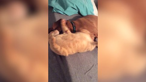 Funny Hyperactive Cat And A Sleepy Dog