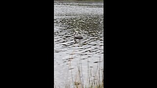 Pretty pelican wading on the water