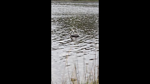 Pretty pelican wading on the water