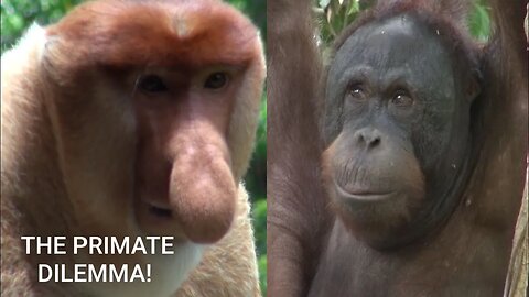 The Primate Dilemma! #monkey #greatape #proboscismonkey #orangutan #animals