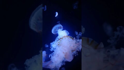 ASMR OCEAN. Underwater world. Future Video #shorts #asmr #relaxing #meditation