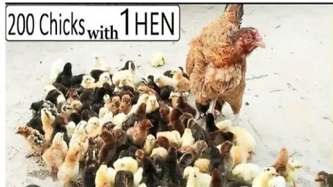 200 Chicks for one HEN