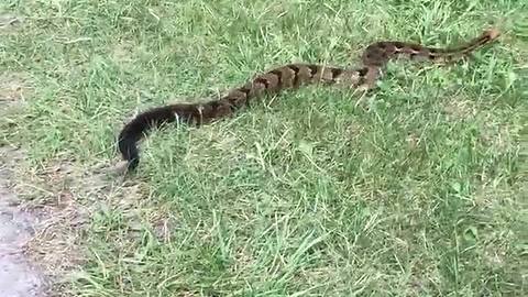 Rattlesnake spotted at Devil's Lake