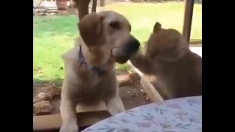 Cat tries to catch dog's food