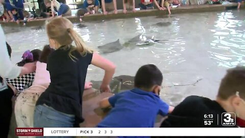 Omaha Zoo unveils permanent home for stingrays