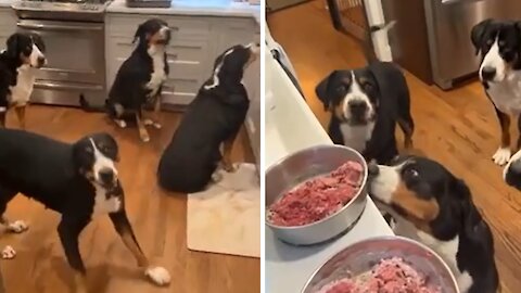 Hungry Doggies Get Super Excited About Their Meatloaf