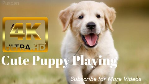 Cute Puppy/Dogs baby/Animals kid funny Dogs kid playing 4k UHD Video