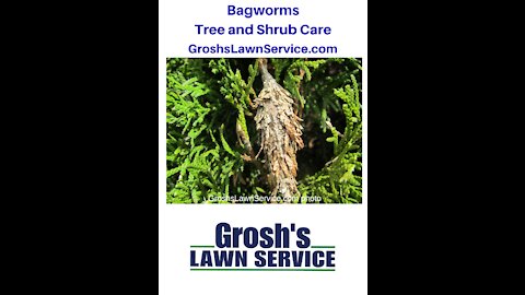 Bagworms Hagerstown MD Tree Shrub Care Washington County Maryland