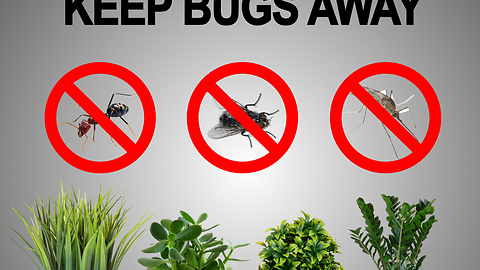 Plants that help keep bugs away