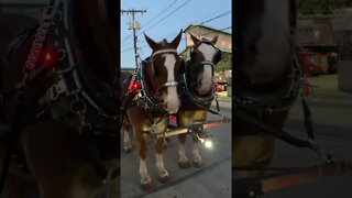 Hayride Horses