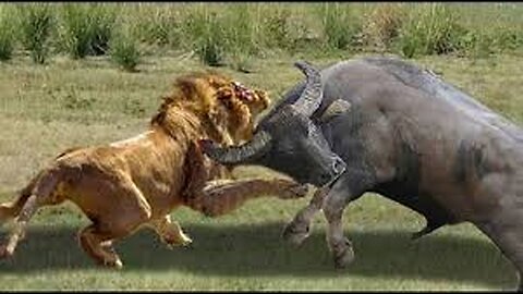 Top Amazing Animal Fights - Tiger vs Gazelle, Buffalo