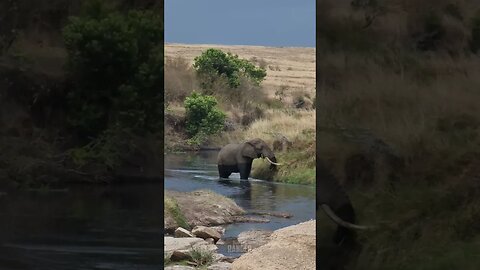 Paddling Pool? #Wildlife | #ShortsAfrica