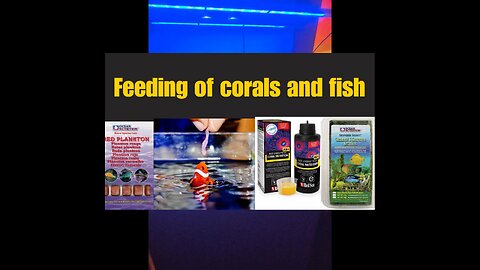how to feed your reef