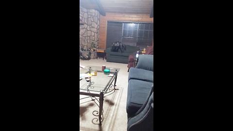 Hyperactive Wolfdog Can't Stop Doing Zoomies In The Living Room