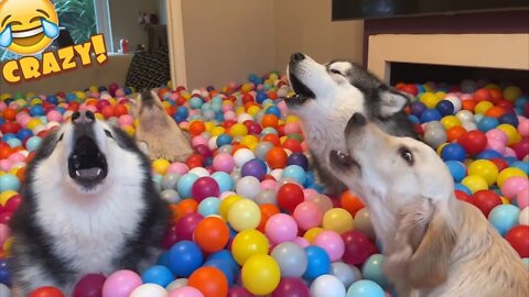 Guaranteed To Make Your Dog Howl! Wolves Teach Golden Retriever Puppy To Howl! (This Is Crazy!!)